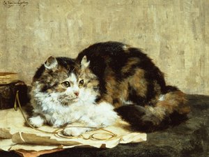 Tabby Cat