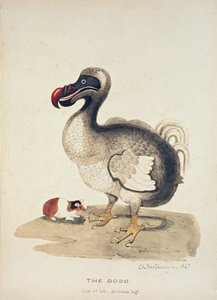 Dodo- ja marsututkimus, 1847 tekijältä Charlotte Augusta Spencer Churchill