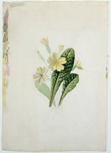 Tutkimus esikoista, n. 1830 (wc paperilla)