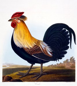 Kukko (Phasianus), kaiverrus Robert Havell, Jr (1793-1878), 1835 tekijältä Charlotte L. E. Perrott