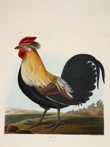 Kukko, Phasianus, pubi. 1835 Käsinvärinen kaiverrus. tekijältä Charlotte Lousia Emily Perrott