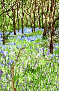 Bluebells, 2021 tekijältä Charlotte Orr