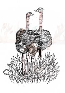 Flamingot, 2018 (kynä ja muste) tekijältä Charlotte Orr