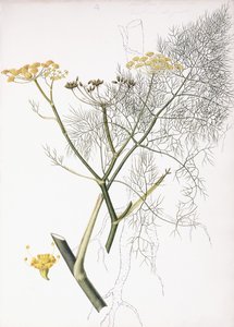 Kasvitieteellinen tutkimus, 1822-1845 tekijältä Charlotte Strickland