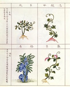 Neljä kasvia Pen Tsaosta, lääkekasvien kokoelma 1700-1800-luvulta tekijältä Chinese School