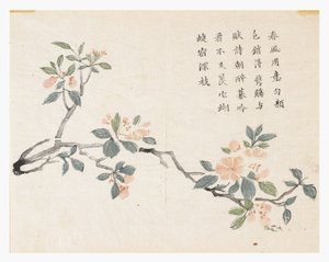 Sinapinsiemenpuutarha tekijältä Chinese School
