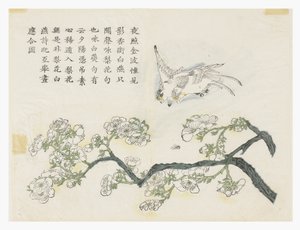 Sinapinsiemenpuutarha tekijältä Chinese School