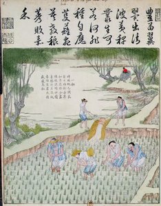 Kiinnitys, riisikulttuuri Kiinassa (värillinen puupainatus) tekijältä Chinese School