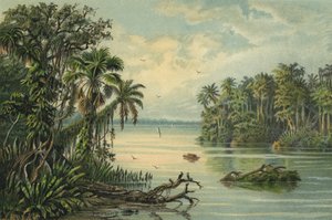 Sademetsä Amazonin alaosassa, Brasiliassa