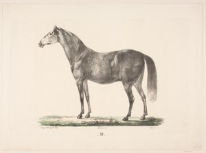 Hevonen D