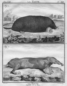 Myyrä ja ihonsa riisuttu myyrä, c1763.
