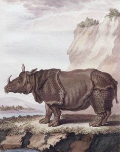 Sarvikuono (kaiverrus)