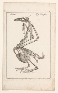 Skeleton van een aalscholver Scarpa / A Sharb (otsikko esineessä) Erilaiset Sceleta- tai jalkarungot (sarjan nimi) tekijältä Christian Hallbaur