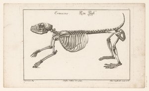 Siilin luuranko Erinaceus / Ein Egel (otsikko esineessä) Unterschiedliche Sceleta tai Bone-Cörper (sarjan nimi) tekijältä Christian Hallbaur