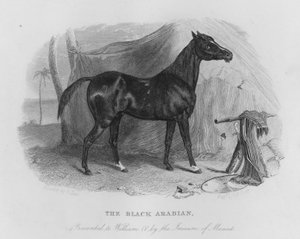 Musta arabialainen, jonka Muscatin Imaum lahjoitti William IV:lle (kaiverrus)