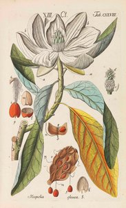 Kasvitieteellinen käsikirja, 1808. tekijältä Christian Schkuhr