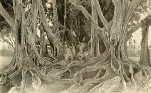 Jättiläiset puut kasvitieteellisessä puutarhassa, Peradeniya, Kandy, Ceylon, 1898. tekijältä Christian Wilhelm Allers