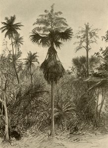 Talipot-palmu kukinnan jälkeen, Ceylon, 1898. tekijältä Christian Wilhelm Allers
