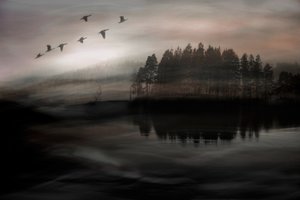 Linnut sumuisen järven yllä