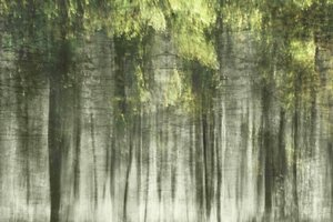 Eteerinen metsän valo tekijältä Christina Sillen