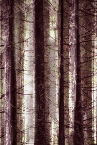 Eteerinen metsän valo tekijältä Christina Sillen