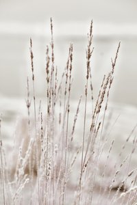 Haalistunut talviruoho tekijältä Christina Sillen
