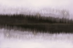 Sumuisen koivun heijastus