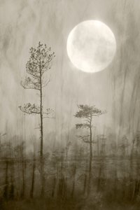 Misty Moon -kirja tekijältä Christina Sillen
