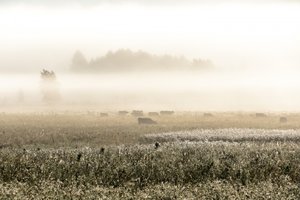 Sumuisen aamun lehmät tekijältä Christina Sillen