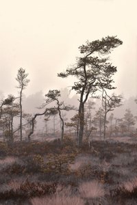 Sumuisen männikön maisema tekijältä Christina Sillen