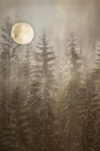 Kuunvalossa hohtava talvimetsä tekijältä Christina Sillen