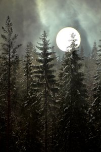 Kuunvalossa hohtava talvimetsä tekijältä Christina Sillen