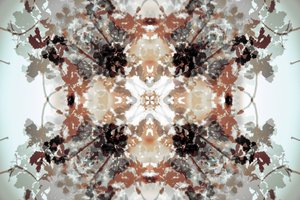 Hillitty kasvitieteellinen kaleidoskooppi tekijältä Christina Sillen