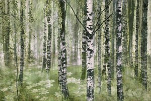 Rauhallinen koivumetsä tekijältä Christina Sillen