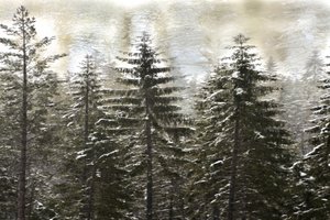 Luminen talvimetsä