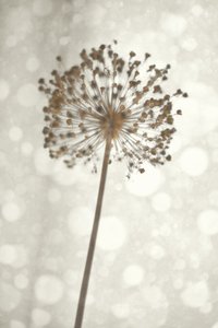 Pehmeä Allium-kukka tekijältä Christina Sillen