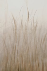 Pehmeä beige ruoho tekijältä Christina Sillen