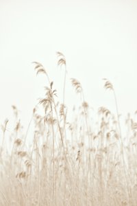 Pehmeästi heiluvat ruoko tekijältä Christina Sillen