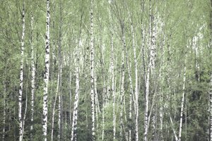 Keväinen koivumetsä