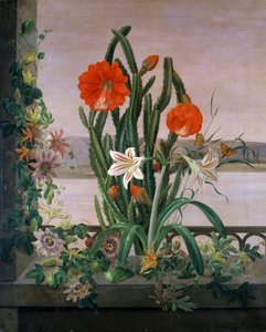 Kaktusten, liljojen ja passionkukkien asetelma ikkunalaudalla. Christine Marie Lovmandin (1803-1872) maalaus. Yksityiskokoelma. tekijältä Christine Lovmand