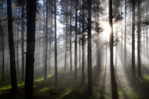 Sumuisen metsän auringonsäteet tekijältä Christoph Schaarschmidt