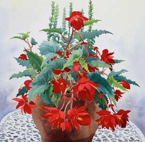 Begonia (akvarelli paperille) tekijältä Christopher Ryland