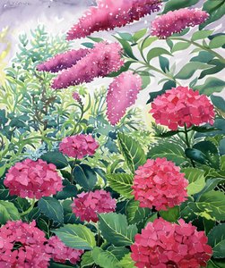 Puutarhahortensiat ja Buddleia (akvarelli paperille)