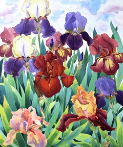 Glemsford Irises tekijältä Christopher Ryland