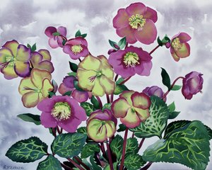 Helleborus (2) tekijältä Christopher Ryland