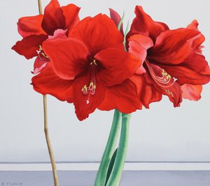 Punainen Amaryllis (akvarelli paperille)