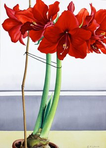 Punainen Amaryllis 2 (akvarelli paperille) tekijältä Christopher Ryland