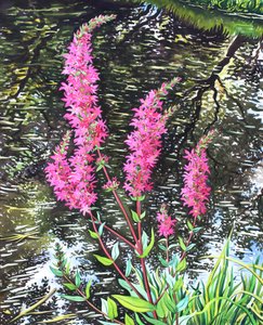 Wild Loosestrife (akvarelli paperille) tekijältä Christopher Ryland