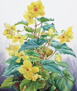 Keltainen Begonia 2 tekijältä Christopher Ryland