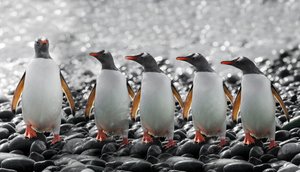 Viisi uteliasta pingviiniä